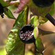 Un cierre de Atropa belladonna, también conocida como la planta de belladon